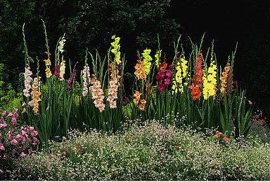 因法律纠纷 EA已将马拉多纳已从《FIFA 22》中移除